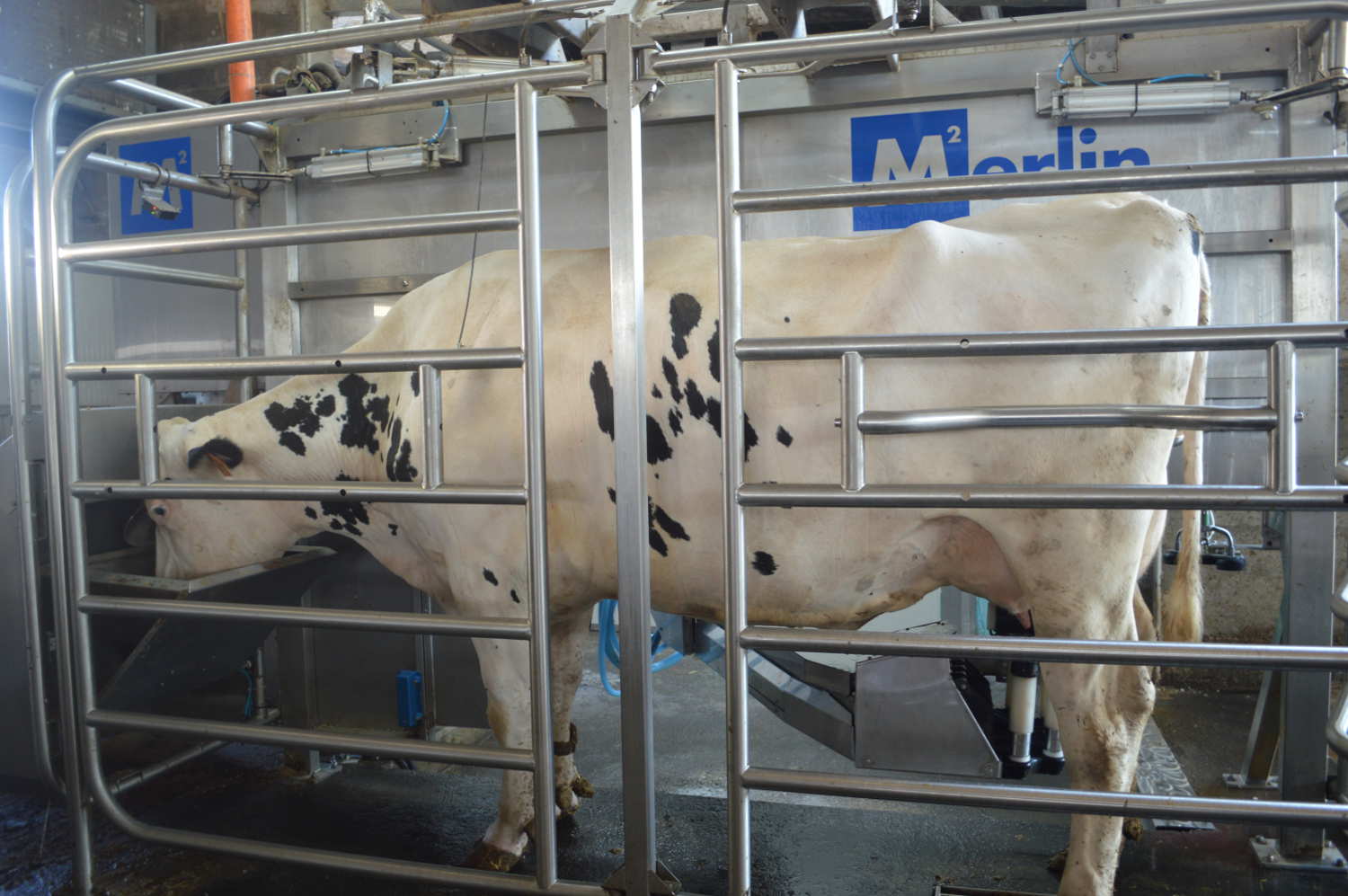 Pigna 40x Fogli Di Ricambio Rinforzati Raccoglitori Quadretti Medie E Superiori 5mm 5m Cancelleria Pigna