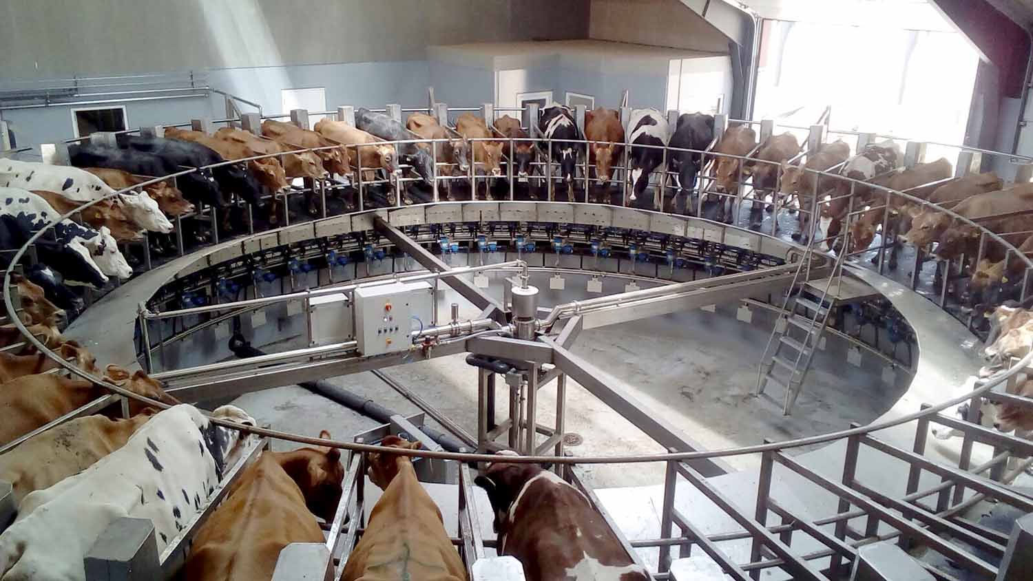 Поставить на удой. Доильный зал тандем для коров. Доильная система карусель. Среднесуточный удой по месяцам лактации. Поставить на удой.