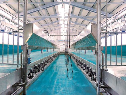 Parallel Milking Parlour