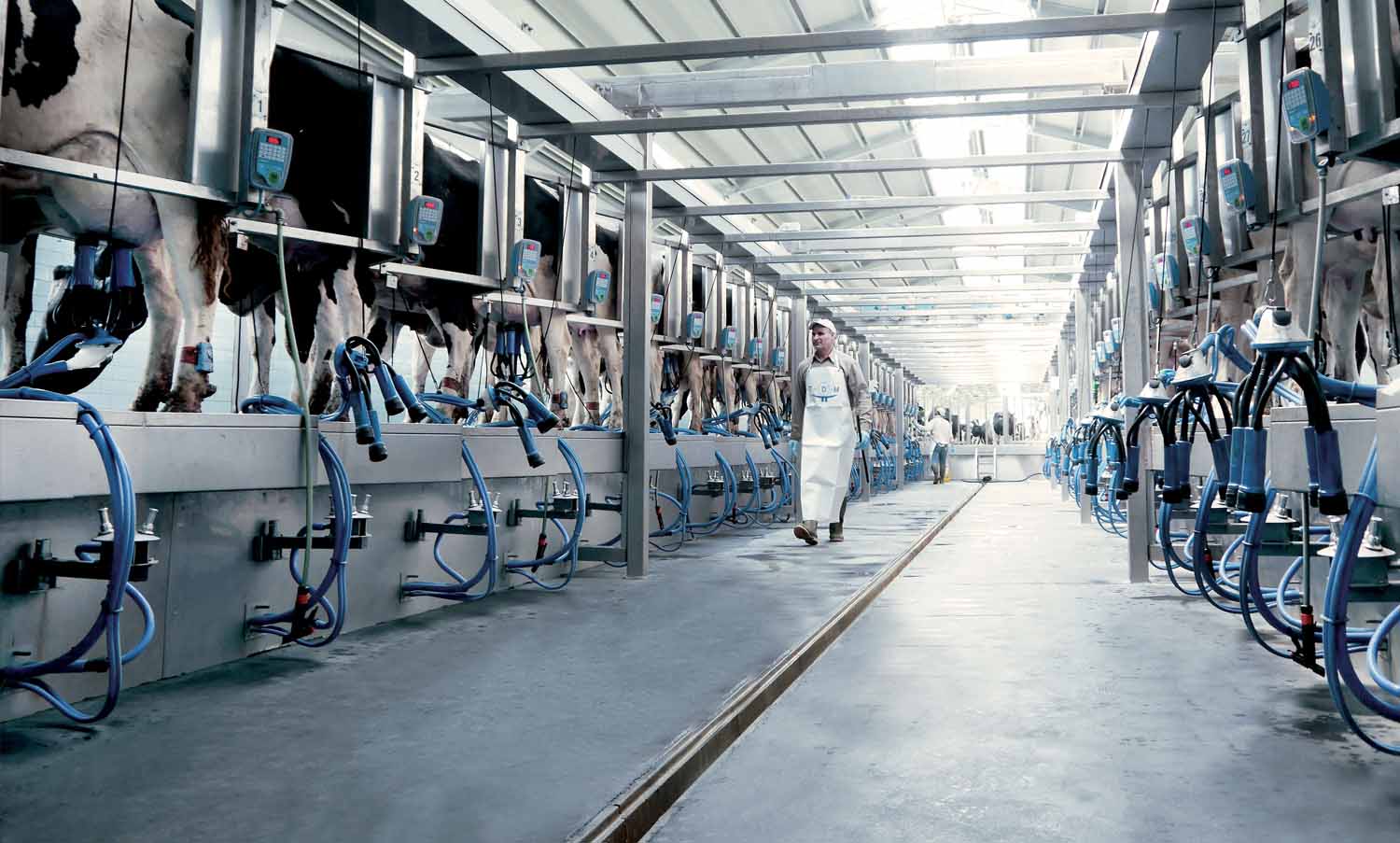 TDM sale mungitura spina di pesce 22 | TDM | Total Dairy Management