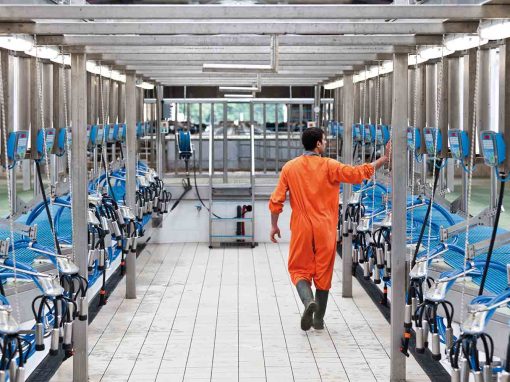 Herringbone Milking Parlour
