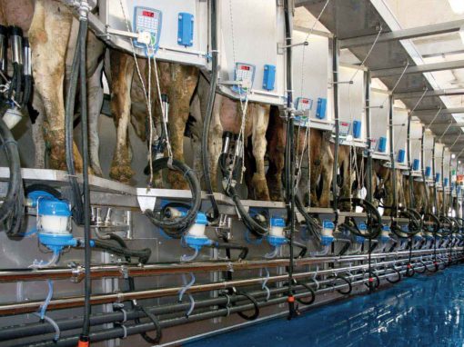 Impianti di mungitura a 50°