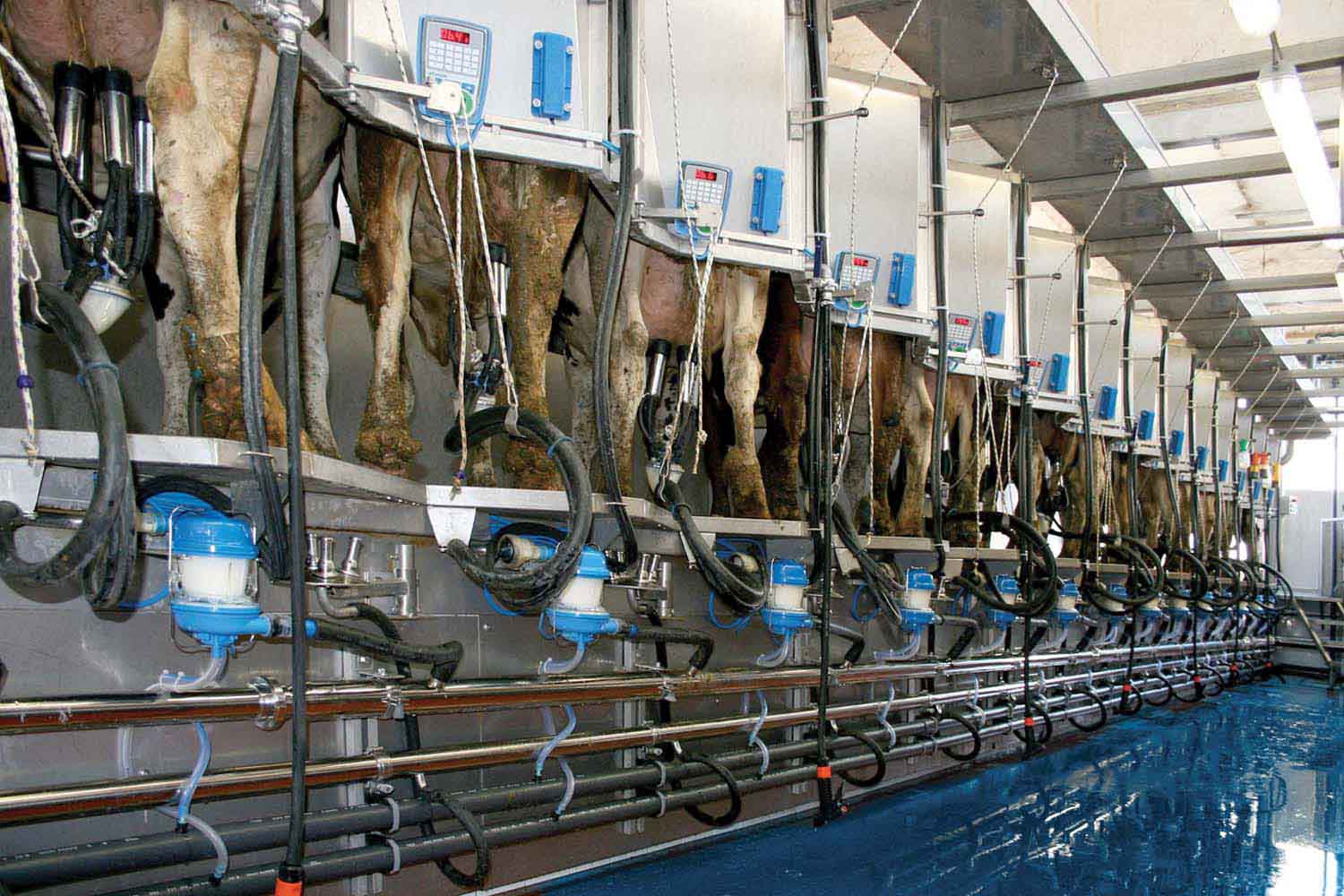 50° herringbone milking parlour | TDM | Total Dairy Management
