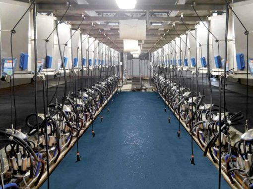 50° herringbone milking parlour