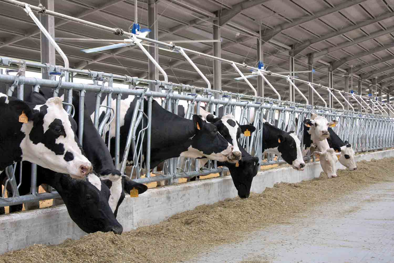 TDM-ventilazione-3 | TDM | Total Dairy Management